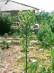 Un, dos, tres, al escondite ingl&eacute;s.